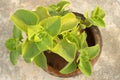 Potted Indian borage plant