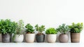 Potted indoor plants lined up on a white surface, promoting urban gardening and interior greenery