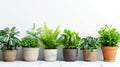 Potted indoor plants lined up on a white surface, promoting urban gardening and interior greenery