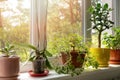 potted indoor plants on sunny windowsill