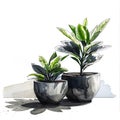 Potted Indoor Plants Watercolor Illustration