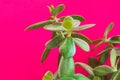 Potted jade plant money tree on painted fuchsia pink wall background. Fresh green vibrant leaves. Room plants interior decoration Royalty Free Stock Photo