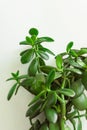 Potted jade plant money tree on painted white background. Fresh green vibrant leaves. Room plants interior decoration urban jungle Royalty Free Stock Photo