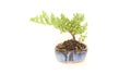 Potted Juniper Bonsai Tree Material in Center Isolated