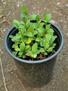 Potted Kalimeris Seedlings Royalty Free Stock Photo