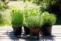 Potted kitchen herbs such as rosemary, thyme, parsley, sage, ore Royalty Free Stock Photo