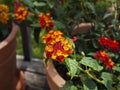 Potted Lantana