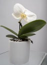 Potted large phalaenopsis orchid on transparent glass surface Royalty Free Stock Photo