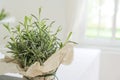 Potted lavender plant with decorative paper wrapping on a white kitchen counter as an indoor herb garden, light blurry background