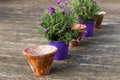 Potted lavender plants in ceramic flower pots on a wooden terrace Royalty Free Stock Photo