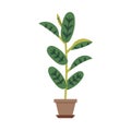 Potted leaf plant. High tall houseplant growing in floor planter. Green house, home decoration with leaves. Indoor