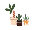Potted leaf plants and cactus. Green interior houseplants growing in flowerpots. Natural home and office decoration