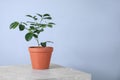 Potted lemon tree on light grey marble table