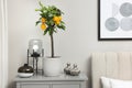 Potted lemon tree with ripe fruits on chest drawers in bedroom