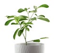 Potted lemon tree on white background. Citrus plant