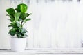 Potted Little Fiddle Leaf Fig on Table Royalty Free Stock Photo