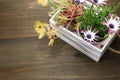 Potted livingstone daisy and african daisy in a white wooden container Royalty Free Stock Photo