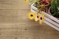 Potted livingstone daisy in a white wooden container Royalty Free Stock Photo