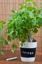 Potted lovage herb with label Royalty Free Stock Photo
