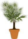 Potted Majesty Palm