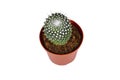 Potted \'Mammillaria Pringlei\' lemon ball cactus
