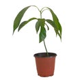 A potted mango tree isolated on white background. Conept for growing mangoes