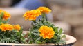 Potted Marigolds in a Garden Royalty Free Stock Photo