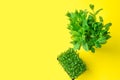 Potted microgreens sprouts of fresh green watercress bunch of mint on bright yellow background. Gardening healthy food ingredients