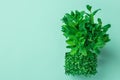 Potted microgreens sprouts of fresh green watercress bunch of mint on pastel turquoise background. Gardening healthy food Royalty Free Stock Photo