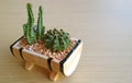 Potted Mini Fairy Castle Cactus and Dwarf Chin Cactus Isolated on Wooden Table