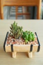 Potted Mini Fairy Castle Cactus and Dwarf Chin Cactus on Wooden Table