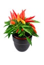 A potted mixed chili plant