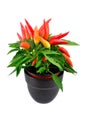 A potted mixed chili plant Royalty Free Stock Photo