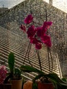 Potted moth orchid flowers on the windowsill on a rainy day Royalty Free Stock Photo