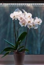 Potted moth orchid under led lamp on window sill, white Phalaenopsis amabilis blooming in winter Royalty Free Stock Photo