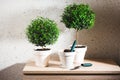 Potted myrtle tree Royalty Free Stock Photo