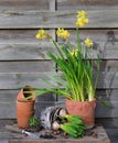 potted narcissus and Hyacinth with terra cotta flower pot Royalty Free Stock Photo