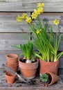 potted of narcissus and Hyacinth with terra cotta flower pot Royalty Free Stock Photo