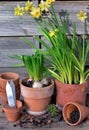 potted of narcissus and Hyacinth with terra cotta flower pot Royalty Free Stock Photo