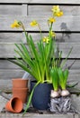 potted of narcissus and Hyacinth with terra cotta flower pot Royalty Free Stock Photo