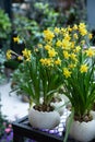 Potted Narcissus, Tazetta daffodils Division 8 Avalanche flowers blooming in the garden shop in spring time. Royalty Free Stock Photo