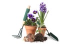 Potted New Plantings Celebrating Springtime Garden Royalty Free Stock Photo