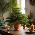 potted Norfolk Island pine tree on a decorated table