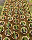 Potted Nursery Orchids