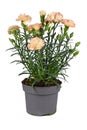 Potted orange \'Dianthus Caryophyllus\' flowers Royalty Free Stock Photo