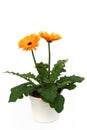 Potted orange gerber daisy Royalty Free Stock Photo