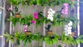 Potted Orchids Display on iron flower rack Royalty Free Stock Photo