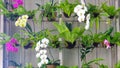 Potted Orchids Display on iron flower rack Royalty Free Stock Photo