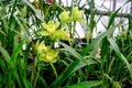 Potted orchids in greenhouse. Plant nursery. Royalty Free Stock Photo