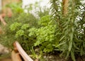 Potted organic herb garden